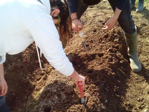 preparação do terreno para a plantação de couves e alfaces